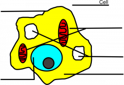 Basic Animal Cell Diagram Unlabeled Clip Art at Clker.com - vector ...