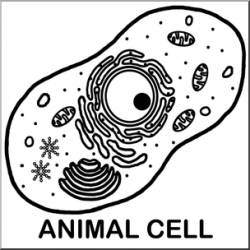 Clip Art: Cells: Animal Unlabeled B&W I abcteach.com | abcteach