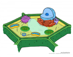 Plant Cell Diagram - Unlabeled - Tim's Printables