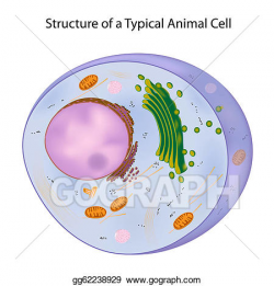 Vector Clipart - A typical animal cell, eps10. Vector Illustration ...