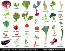 Vegetable Digital Clipart Fresh Herbs Clipart Vegetable Clip