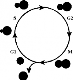 Figure 2 . The cell cycle of the budding yeast Saccharomyces ...