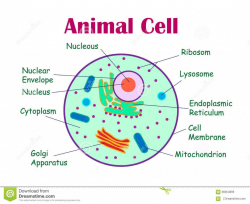 Drawing Of Animal Cell With Label And Function ClipartXtras Stunning ...