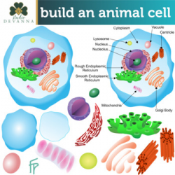 Animal Cell Parts Clip Art by Studio Devanna | Teachers Pay Teachers
