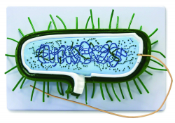 Walter Products B10504 Prokaryotic Bacteria Cell Model: Amazon.com ...