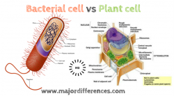 Difference between Bacterial Cell and Plant cell (Bacterial cell vs ...