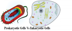 How to distinguish between prokaryotic and eukaryotic cells - Quora