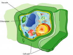 Useful Notes on Thickening of Cell Wall | Cell Biology