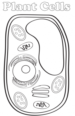 Homeschool Freebie – Free Plant Cell Interactive Notebook | science ...