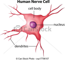28+ Collection of Human Cells Clipart | High quality, free cliparts ...