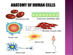 Types of cells in the body class 8