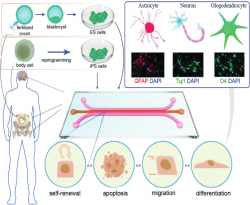 llustration of the different stem cell sources, microfluidic stem ...
