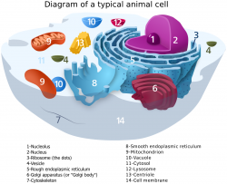 Animal Cell diagram label - /medical/anatomy/cells ...