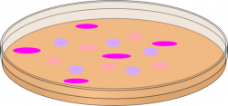 Orange Petri Dish With Mixed Cells Clip Art at Clker.com - vector ...