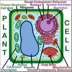 Clip Art: Cells: Plant Labeled Color I abcteach.com | abcteach