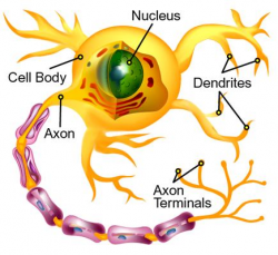 Neuron clipart body cell - Pencil and in color neuron clipart body cell