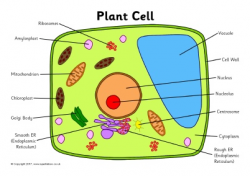 Label the Plant Cell Worksheets (SB11867) - SparkleBox