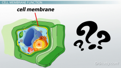 Do Plant Cells Have a Cell Membrane? - Video & Lesson Transcript ...