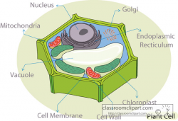 28+ Collection of Plant Cells Clipart | High quality, free cliparts ...
