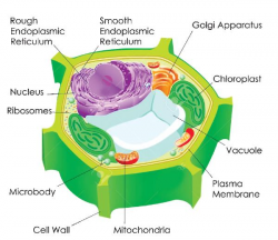 Biology : Plant Cell Chloroplasts | Sunday Observer