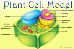 Incredibly Creative Tips on How to Make a Plant Cell Model