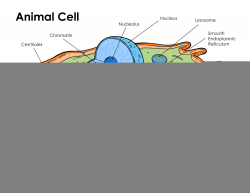 Printable Labeled And Unlabeled Animal Cell Diagrams With List Of At ...