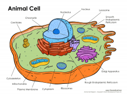 Printable Labeled And Unlabeled Animal Cell Diagrams With List Of At ...