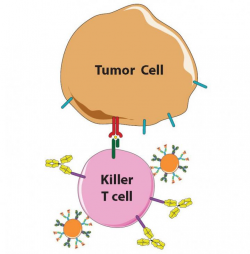 Dual strategy teaches mouse immune cells to overcome cancer's ...