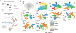 The dynamics of gene expression in vertebrate embryogenesis at ...