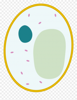 File Simple Diagram Of Yeast Cell Blank Svg Wikimedia ...