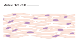 File:Diagram of muscle cells CRUK 035.svg - Wikimedia Commons