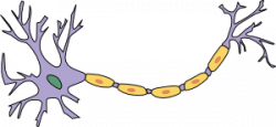 Neuron With Axon Clip Art at Clker.com - vector clip art online ...