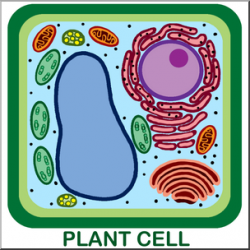 Clip Art: Cells: Plant Unlabeled Color I abcteach.com | abcteach