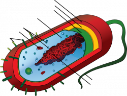 Unlabeled Bacteria Clip Art at Clker.com - vector clip art online ...