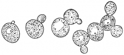 Growing yeast cells | ClipArt ETC