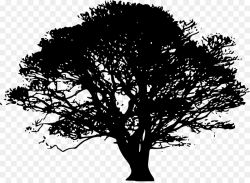 Tree Northern Red Oak Drawing Clip art - cemetery png download ...