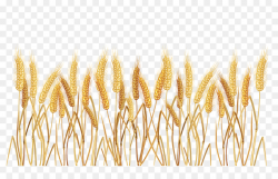 Common wheat Cereal Clip art - Wheat Border Cliparts png download ...