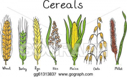 Vector Art - Cereals hand-drawn illustration. Clipart Drawing ...