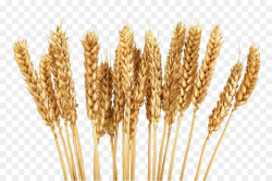 Cereal Wheat Grain Clip art - Golden wheat png download - 1024*682 ...