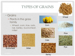 Grain Products Foods I Obj ppt video online download