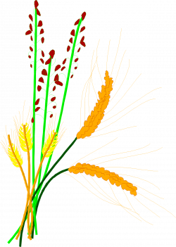 Rice Cereal Grain Clip art - Barley rice paddy rice grain 1225*1724 ...