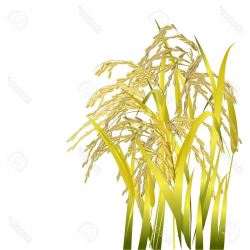 Top 10 Cereal Clipart Rice Crop Image - Vector Art Library