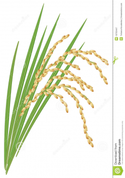 28+ Collection of Rice Plant Clipart Black And White | High quality ...