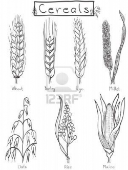 Cereals Hand-drawn Illustration - Wheat, Barley, Rye, Millet ...