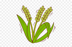 Oryza sativa Rice Cereal Clip art - Rice png download - 600*600 ...
