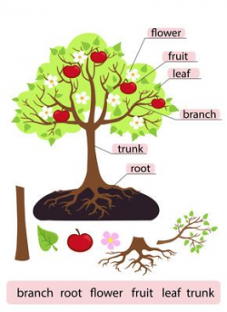 Parts of Tree.Clipart.Tree structure trunk, root, branch, fruit ...