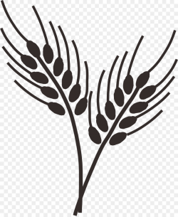 Common wheat Drawing Cereal Wheatgrass Clip art - Wheat stick figure ...