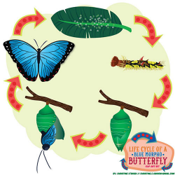 Life Cycle of a Blue Morpho Butterfly Clip Art Set