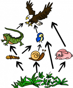 Food Chain Drawing at GetDrawings.com | Free for personal use Food ...