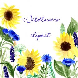 Wildflower Clipart Sunflower Clip Art Watercolor